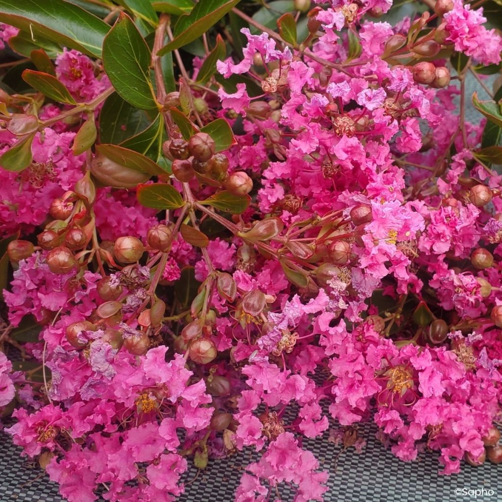 Kiinankutrio Mimie Rose