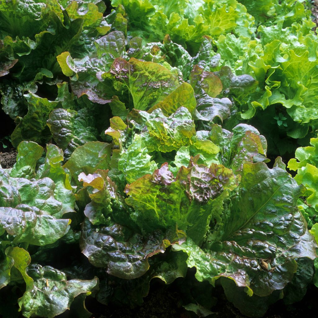 Bataviasalaatti Rouge Grenobloise