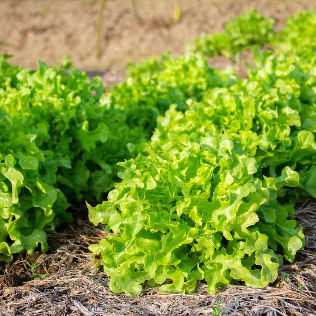 Tammenlehtisalaatti Green Salad Bowl