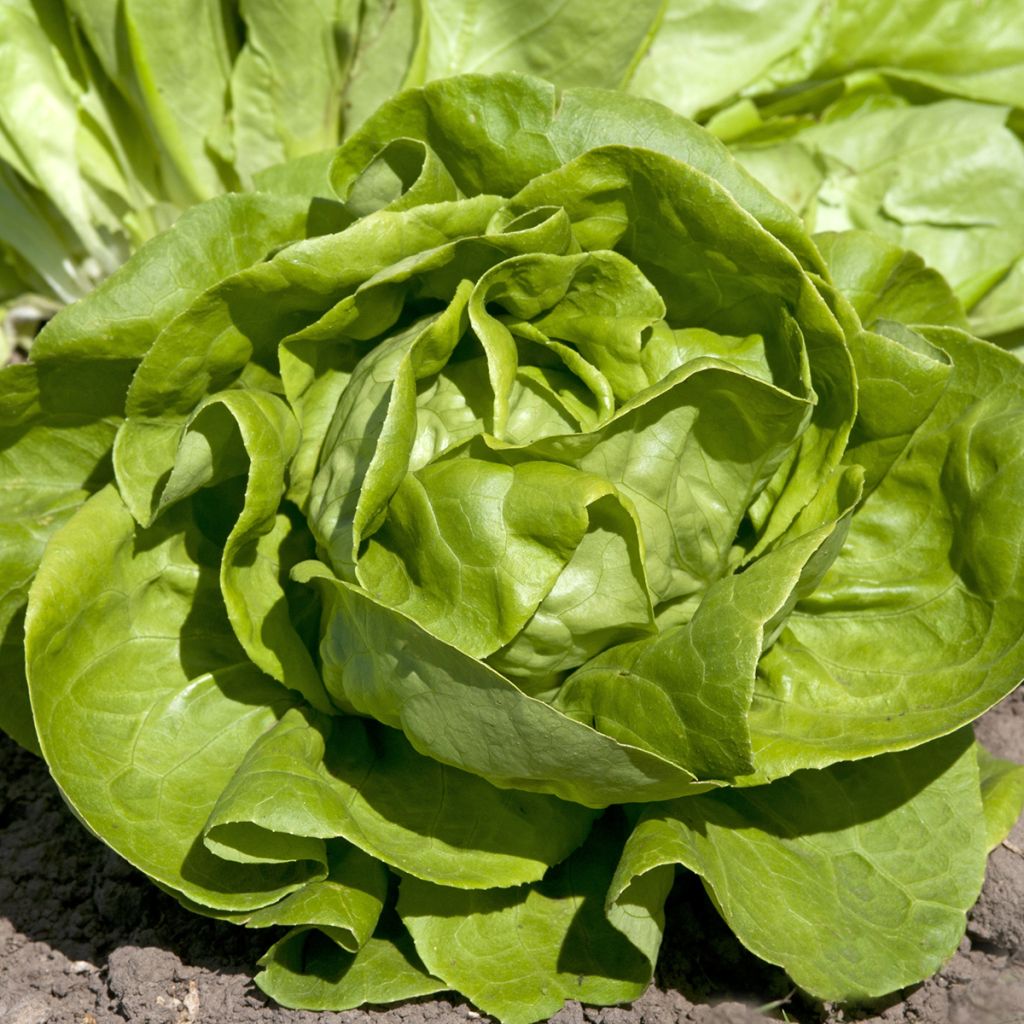 Salaatti Gustav's Salad