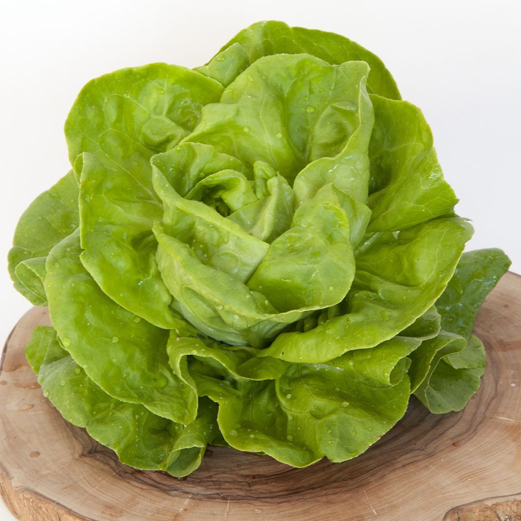 Salaatti Gustav's Salad