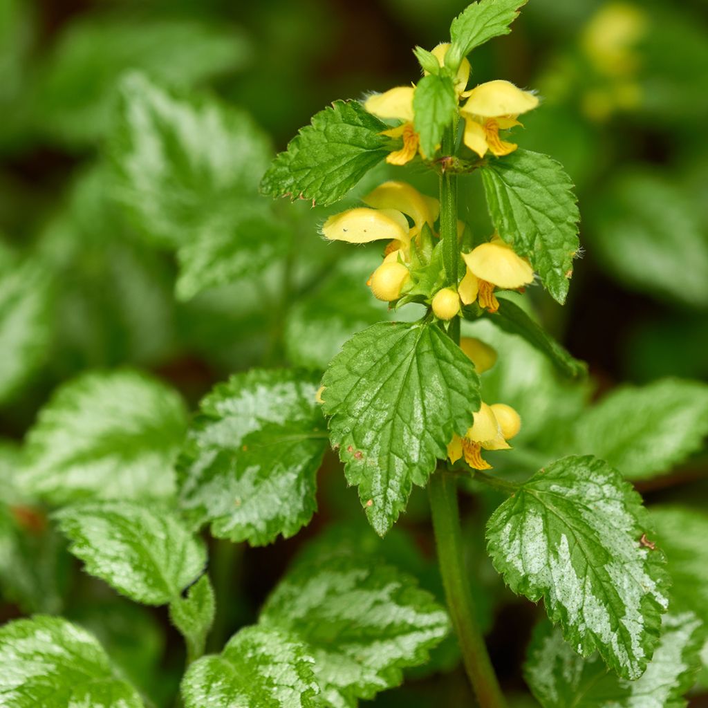 Keltapeippi - Lamium galeobdolon