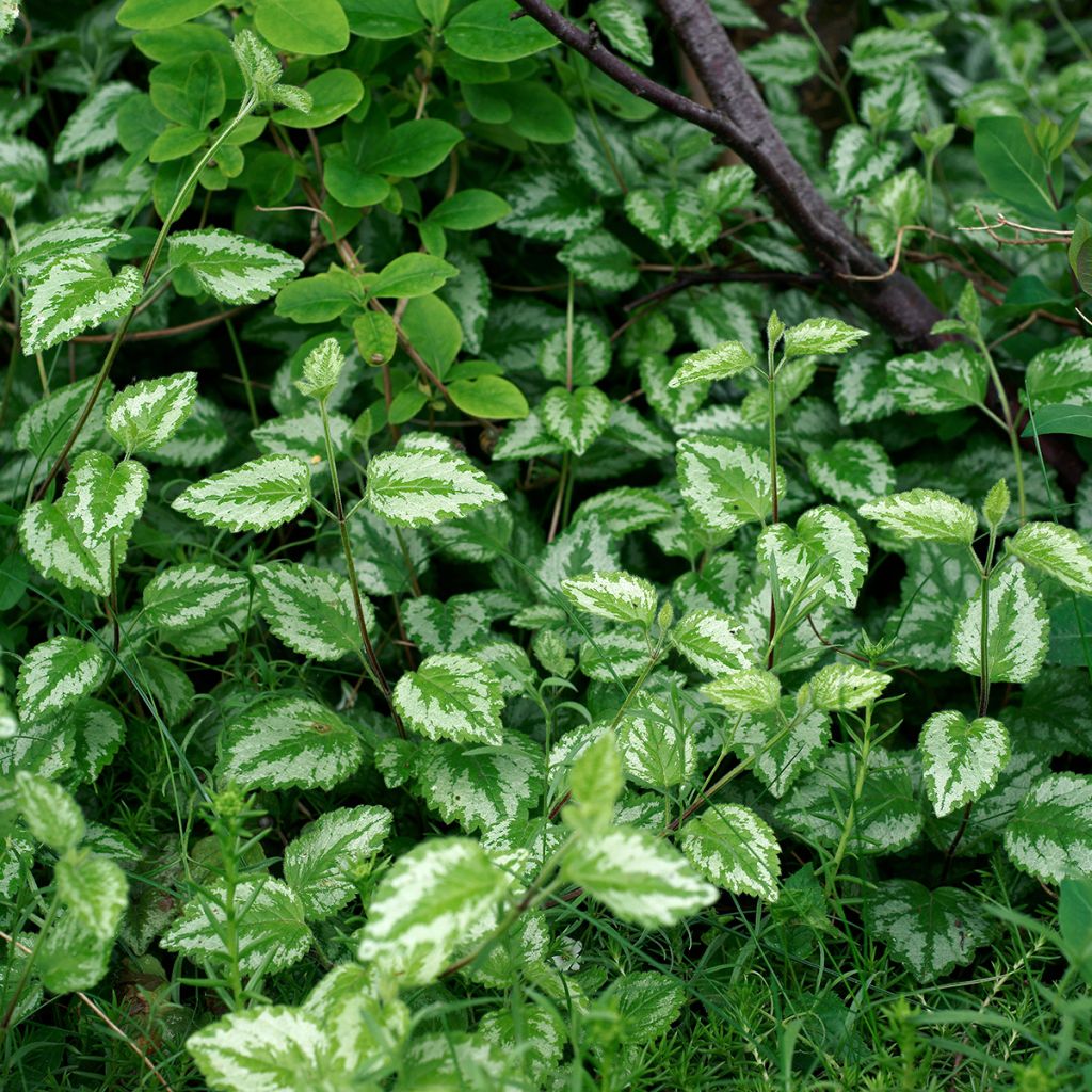 Keltapeippi - Lamium galeobdolon
