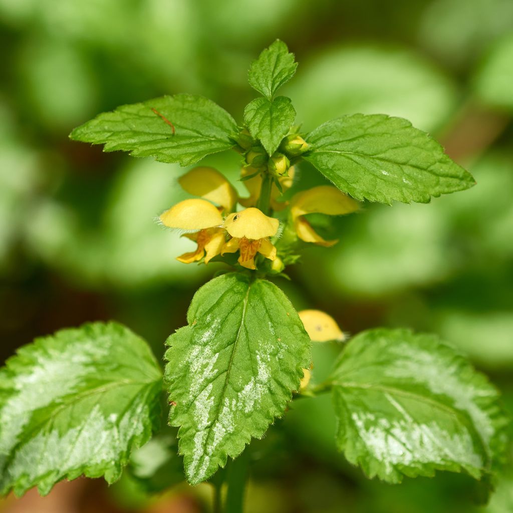 Keltapeippi - Lamium galeobdolon