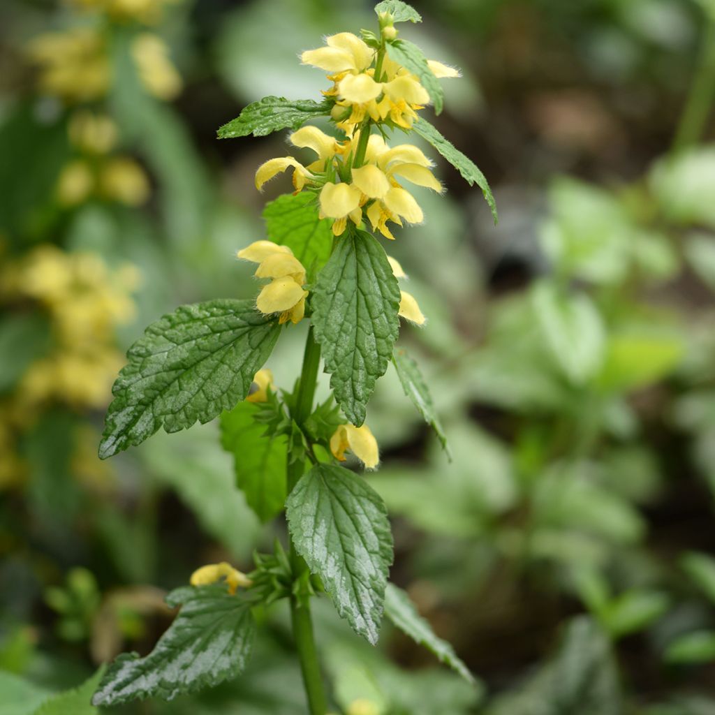 Keltapeippi - Lamium galeobdolon