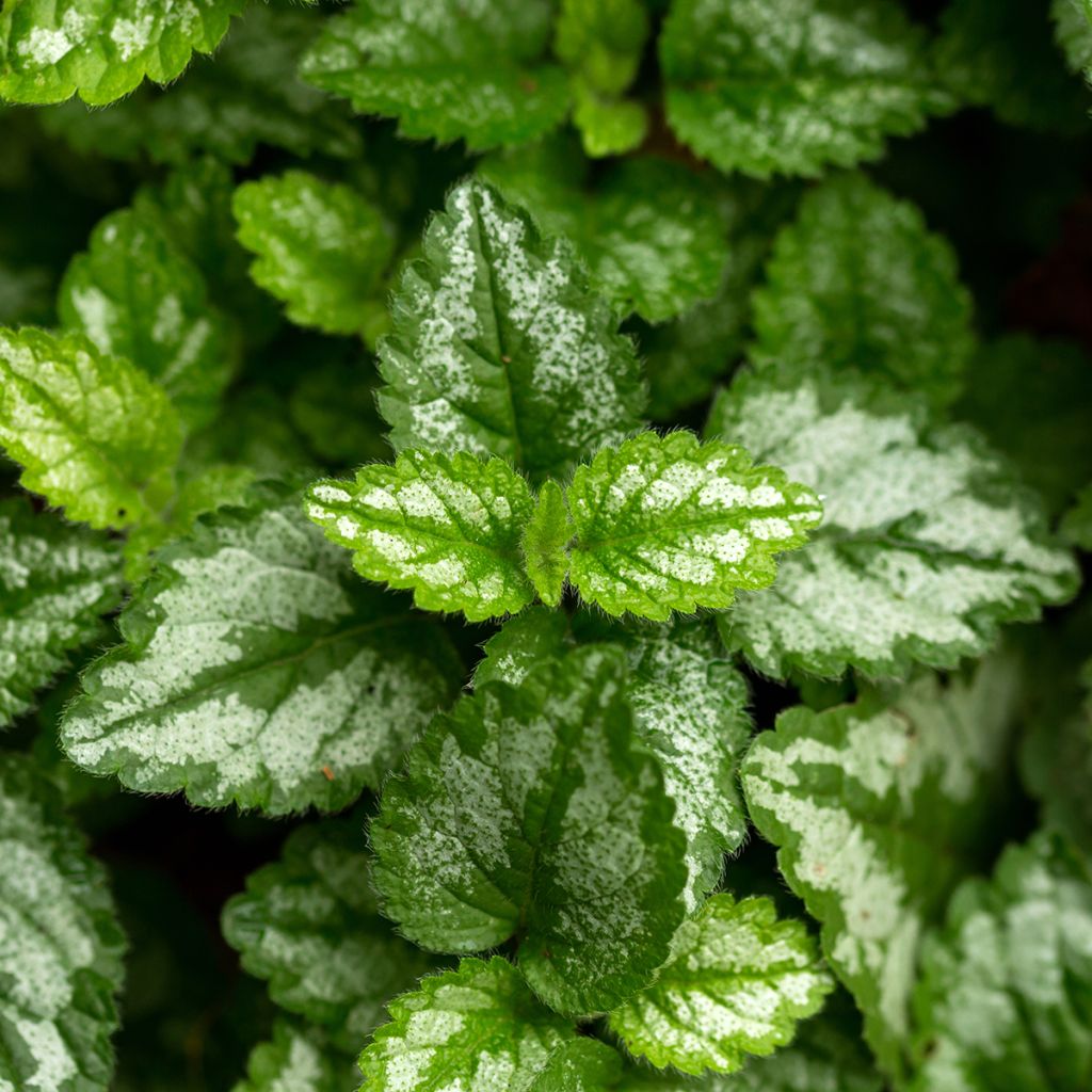 Keltapeippi - Lamium galeobdolon