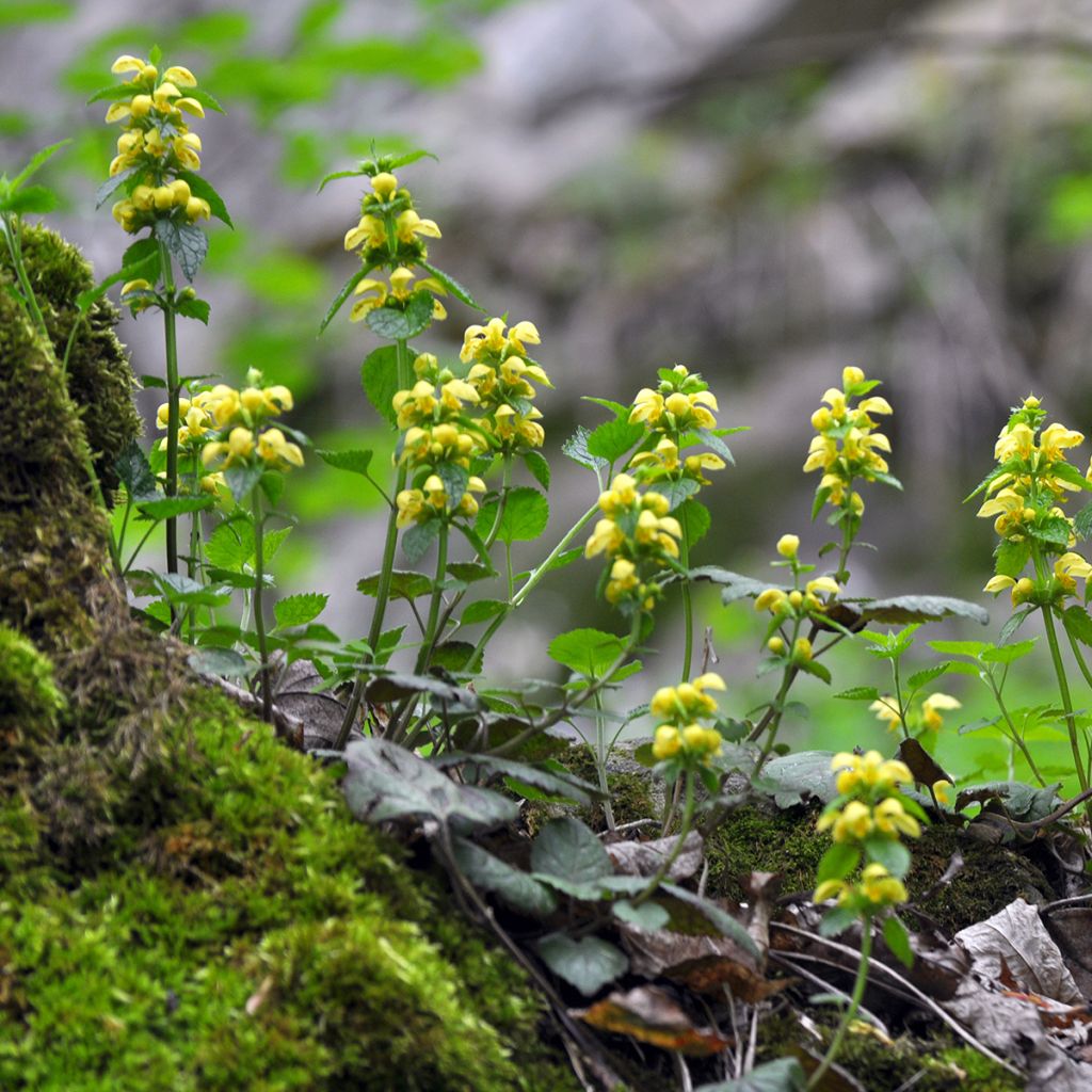 Keltapeippi - Lamium galeobdolon