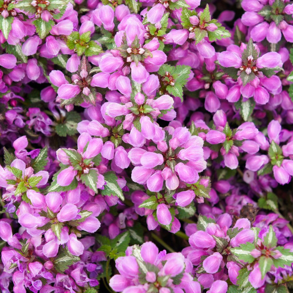 Täpläpeippi Pink Pewter