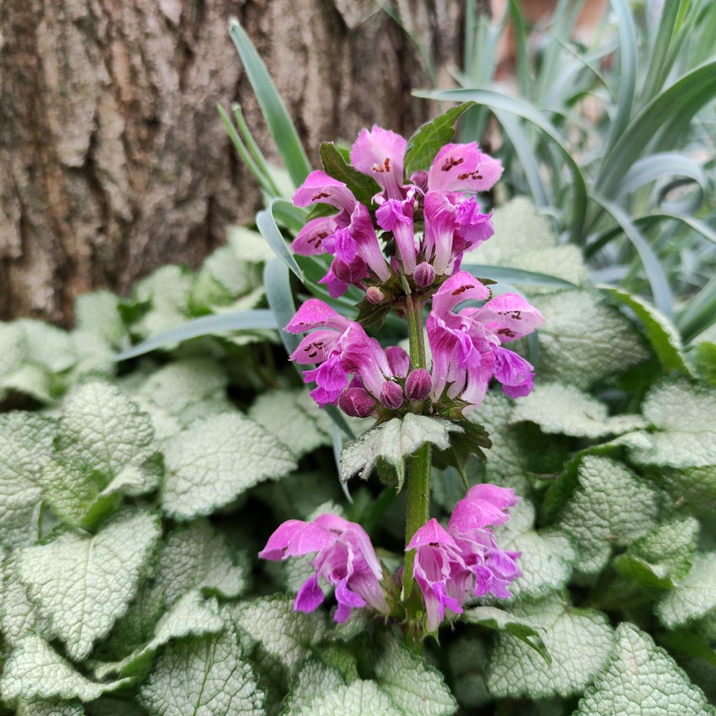 Täpläpeippi Purple Dragon