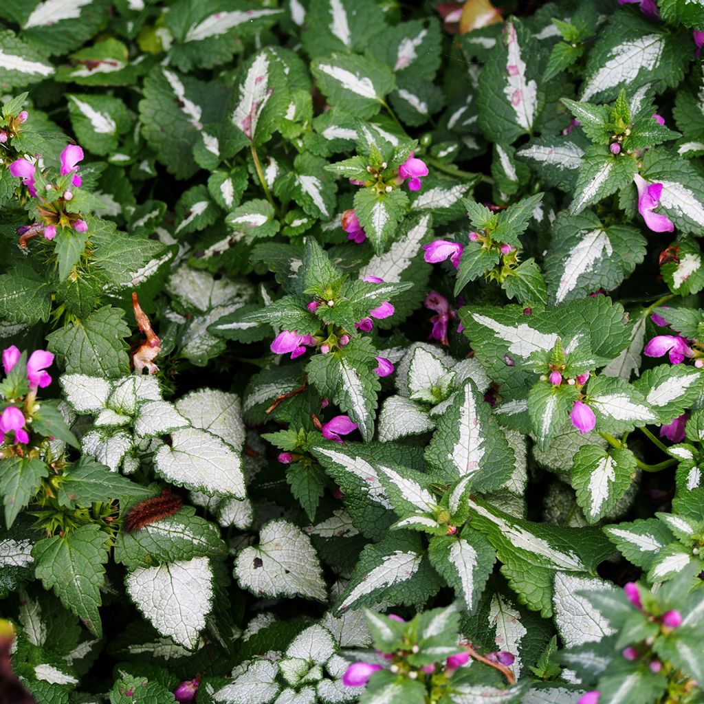 Täpläpeippi Roseum