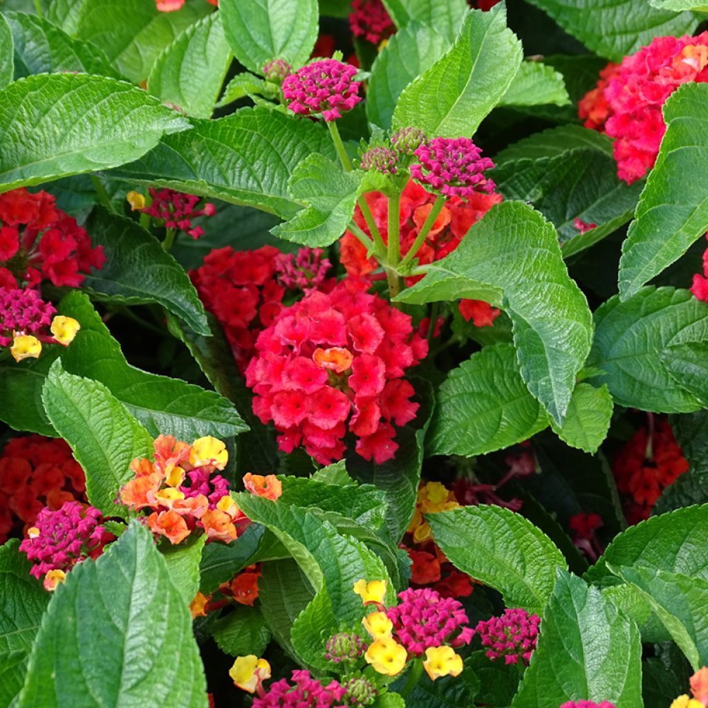Kirjotulikruunu Bloomify Red