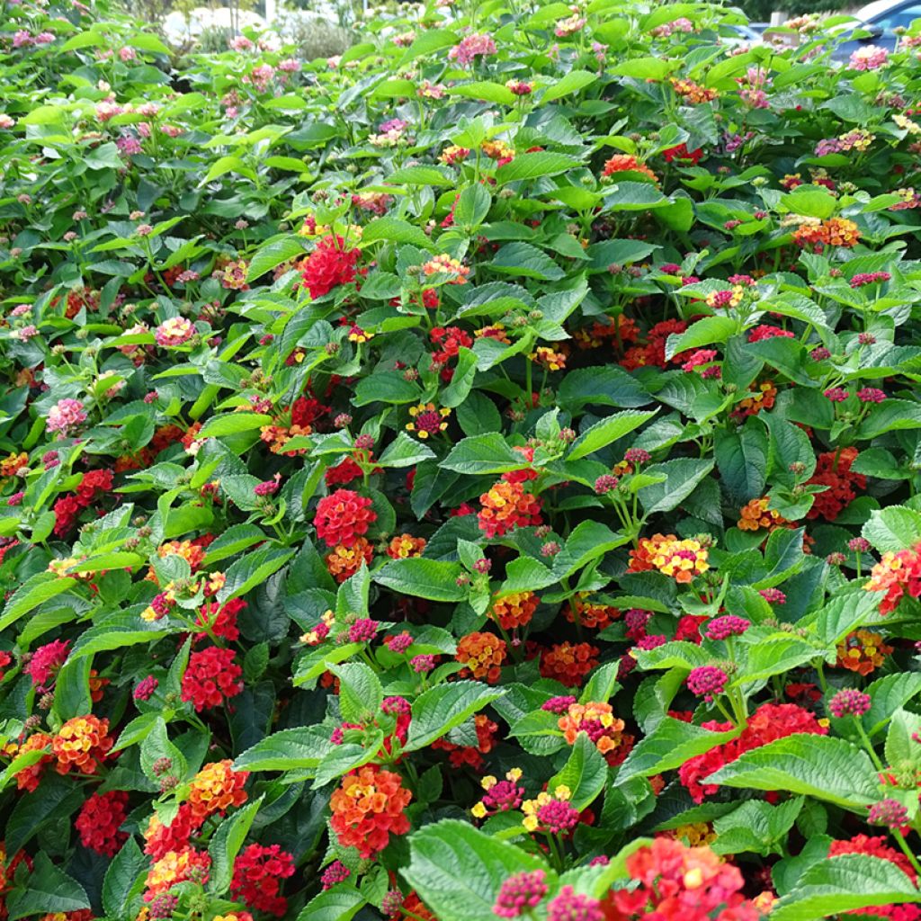 Kirjotulikruunu Bloomify Red