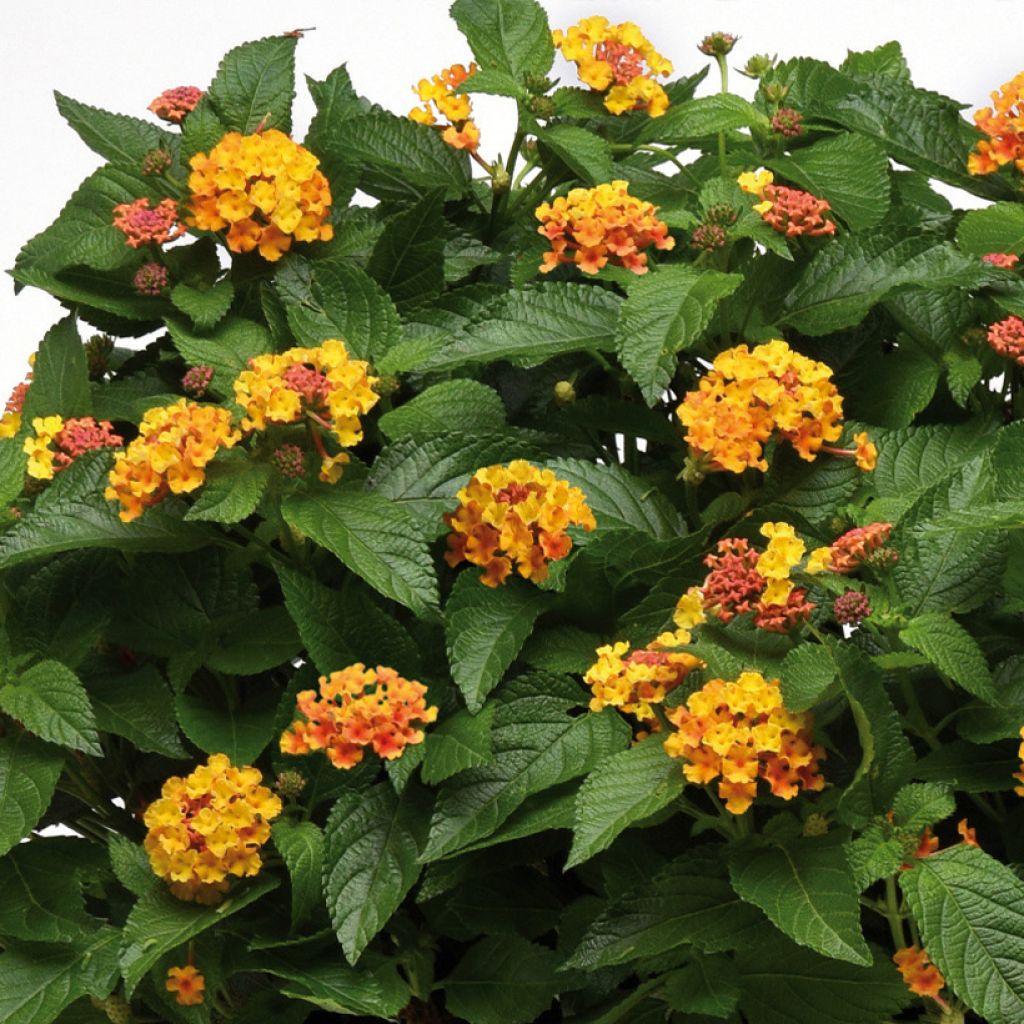 Kirjotulikruunu Bloomify Orange