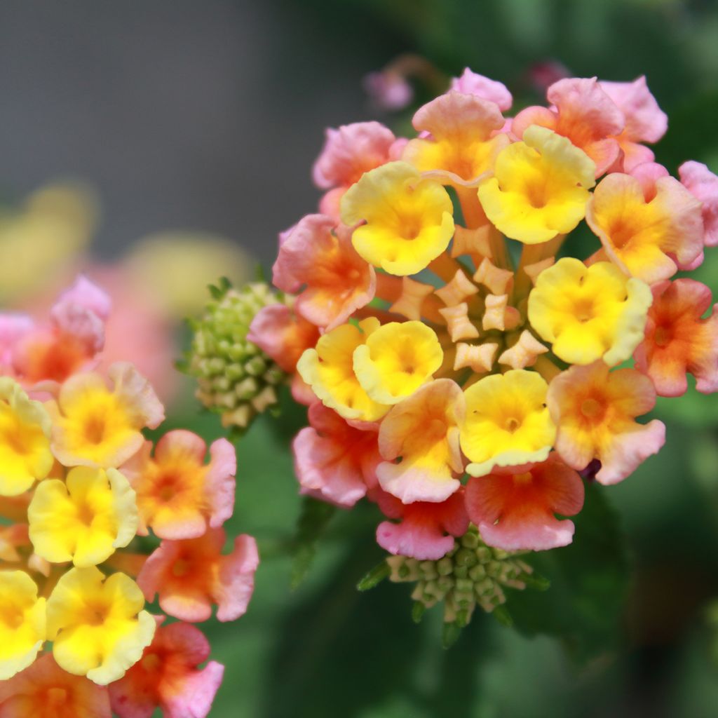 Kirjotulikruunu Shamrock Peach