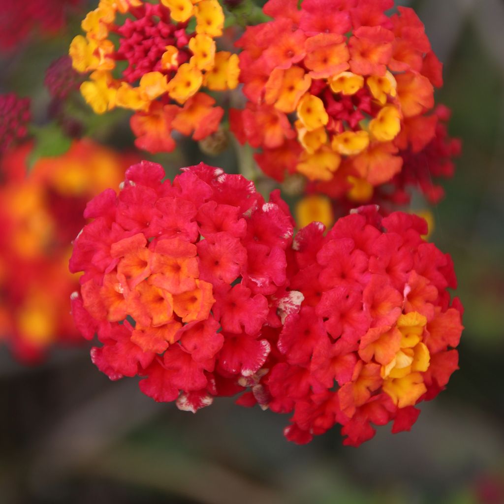 Kirjotulikruunu Shamrock Red