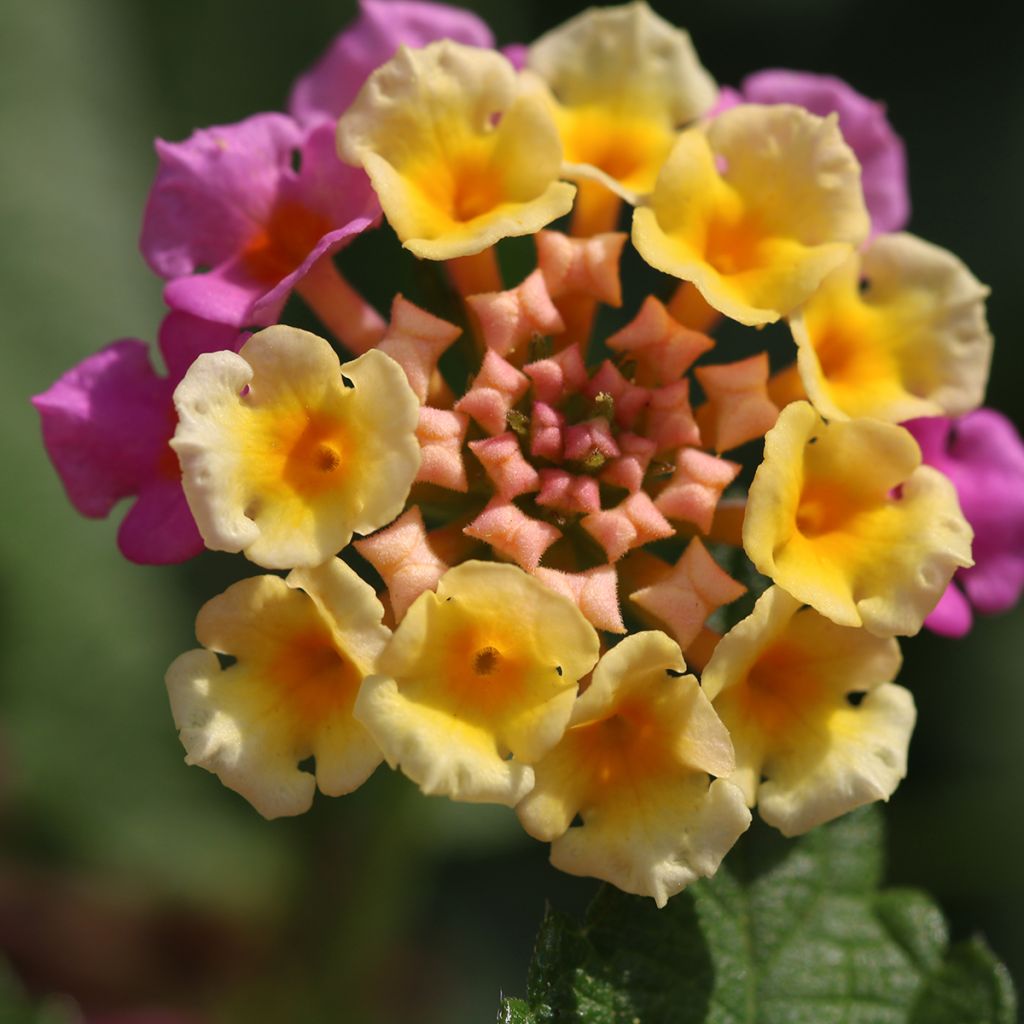 Kirjotulikruunu Shamrock Rose