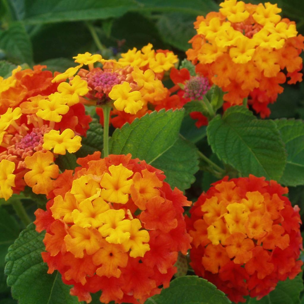 Kirjotulikruunu Evita Red Improved