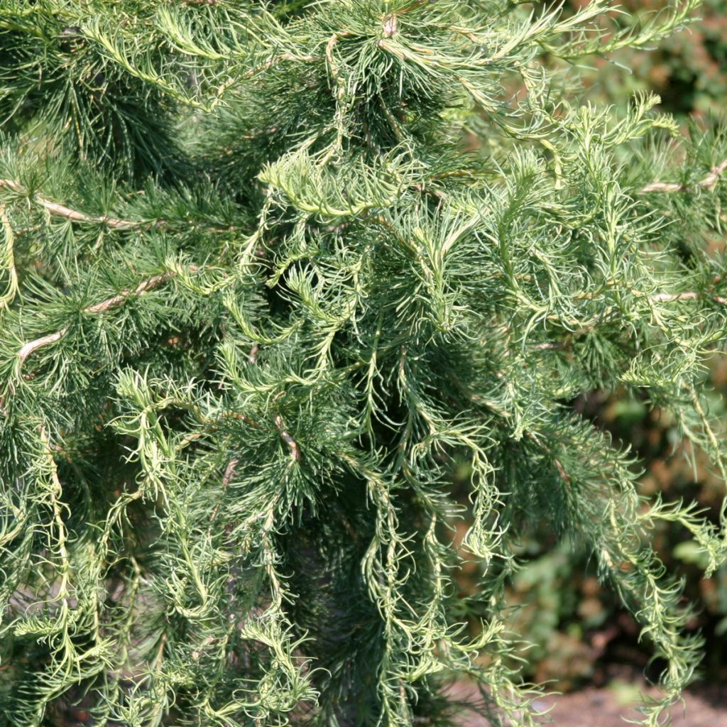 Euroopanlehtikuusi Horstmann Recurved