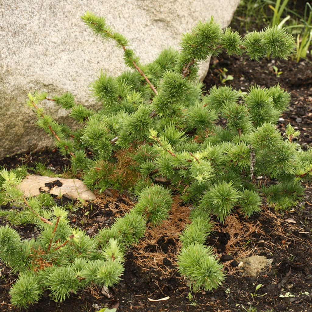 Euroopanlehtikuusi Krejča Mutation