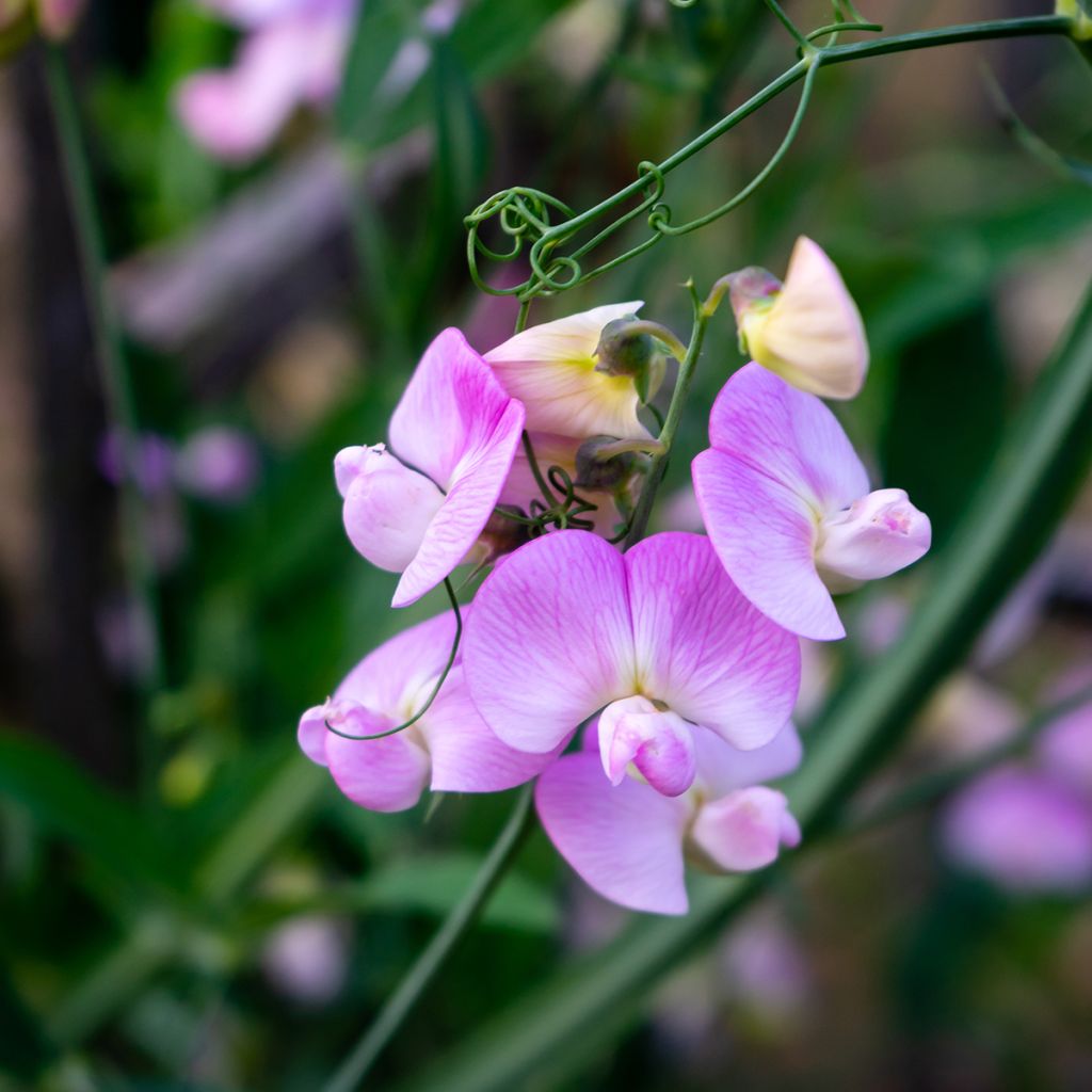 Ruusunätkelmä Pink Pearl