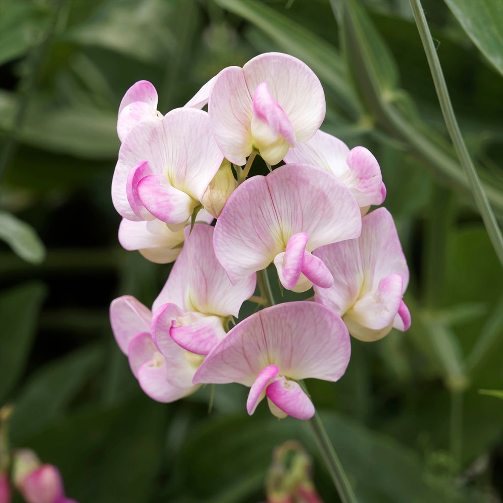 Ruusunätkelmä Pink Pearl
