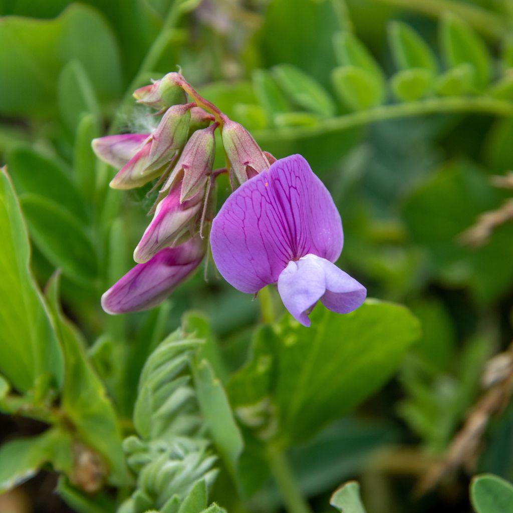 Merinätkelmä - Lathyrus maritimus