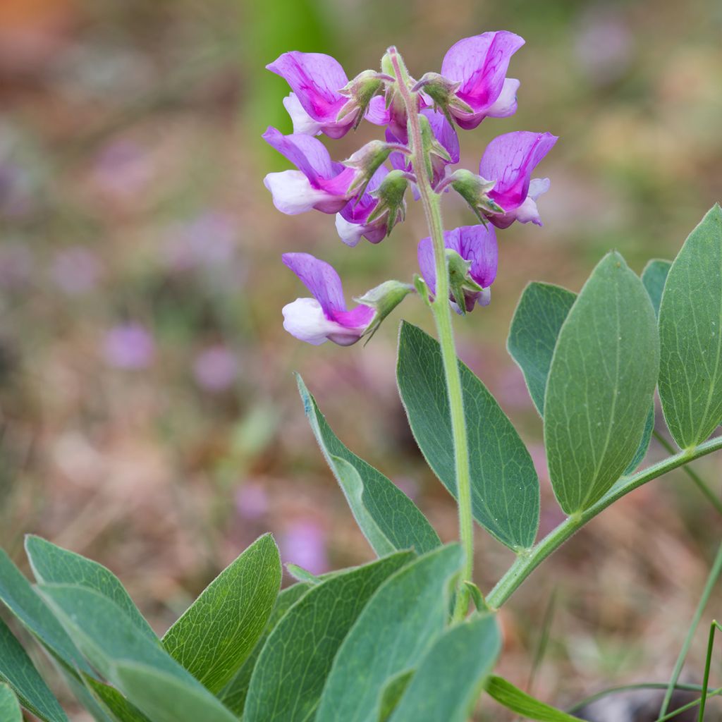 Merinätkelmä - Lathyrus maritimus