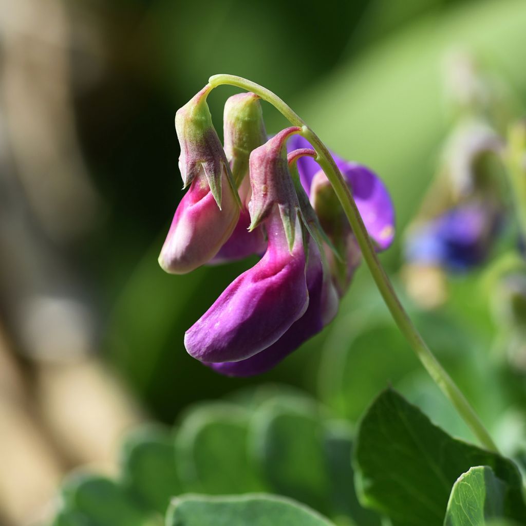 Merinätkelmä - Lathyrus maritimus