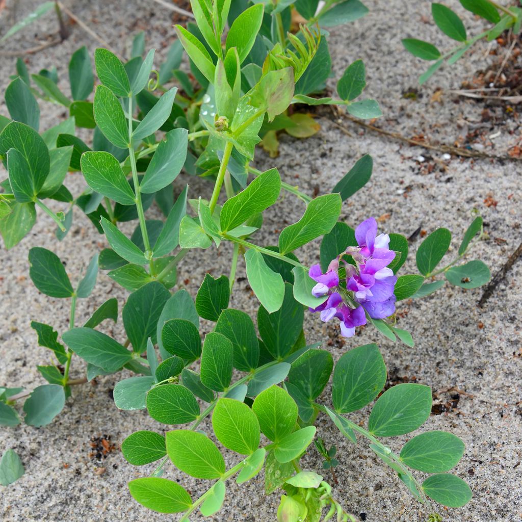 Merinätkelmä - Lathyrus maritimus