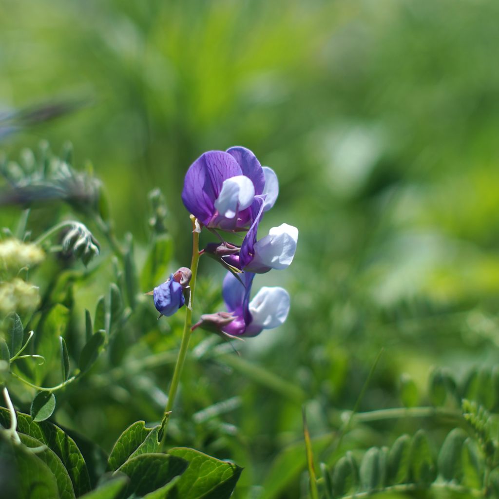 Merinätkelmä - Lathyrus maritimus