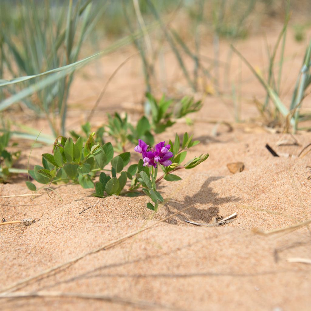 Merinätkelmä - Lathyrus maritimus