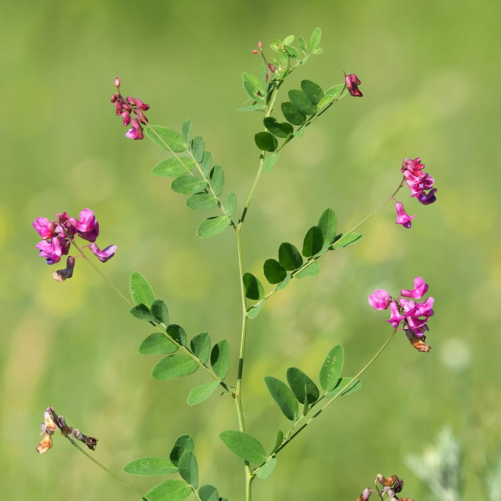 Mustalinnunherne - Lathyrus niger
