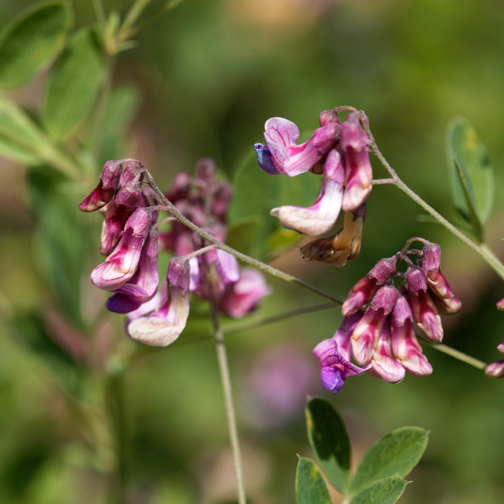 Mustalinnunherne - Lathyrus niger