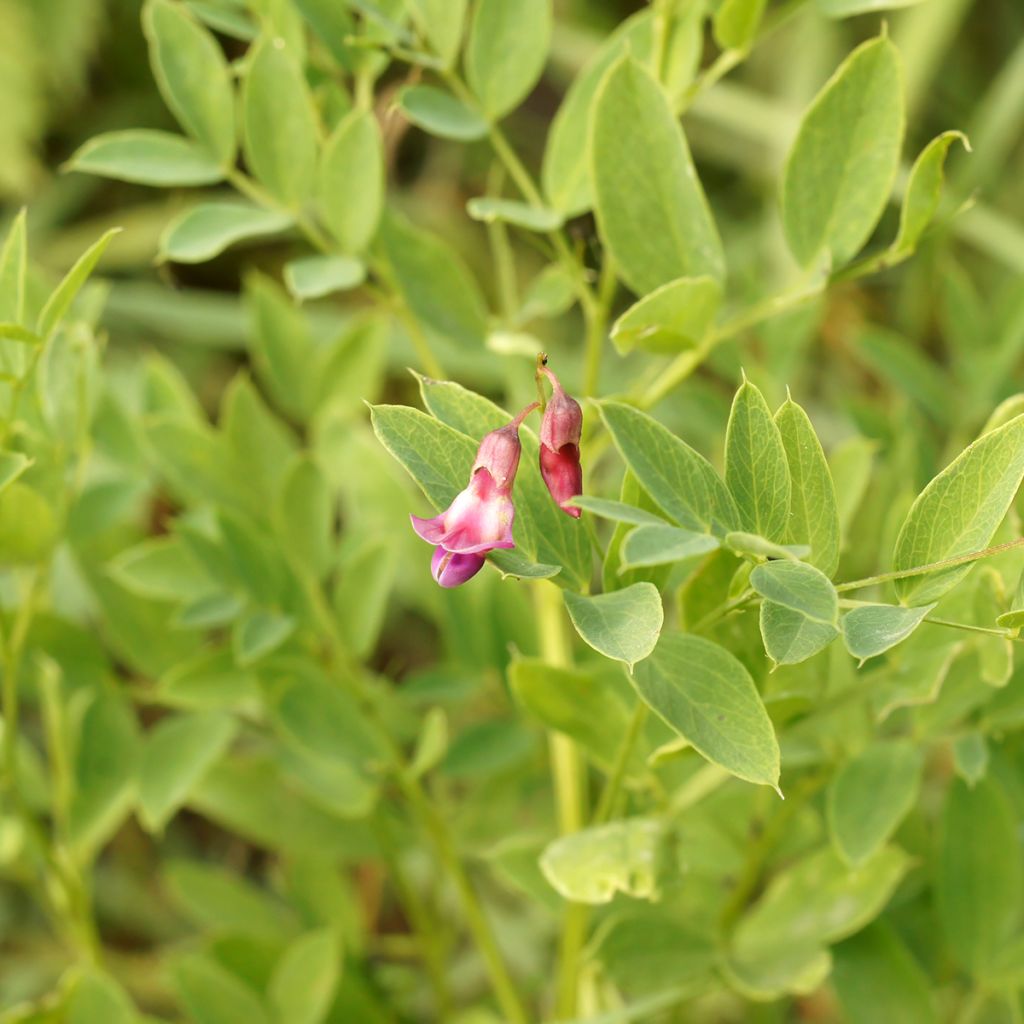 Mustalinnunherne - Lathyrus niger