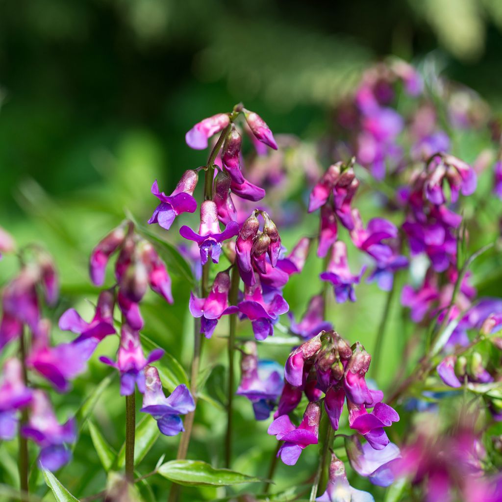 Kevätlinnunherne - Lathyrus vernus