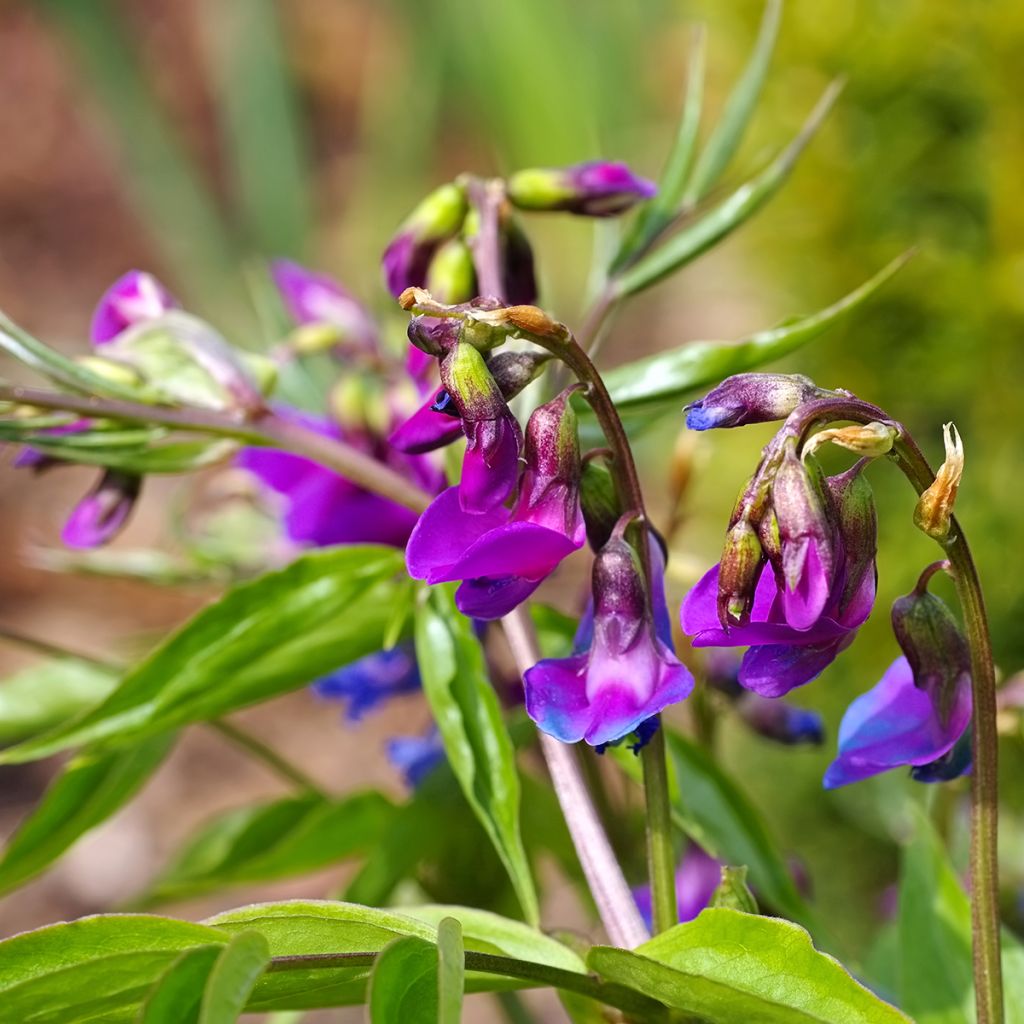 Kevätlinnunherne - Lathyrus vernus