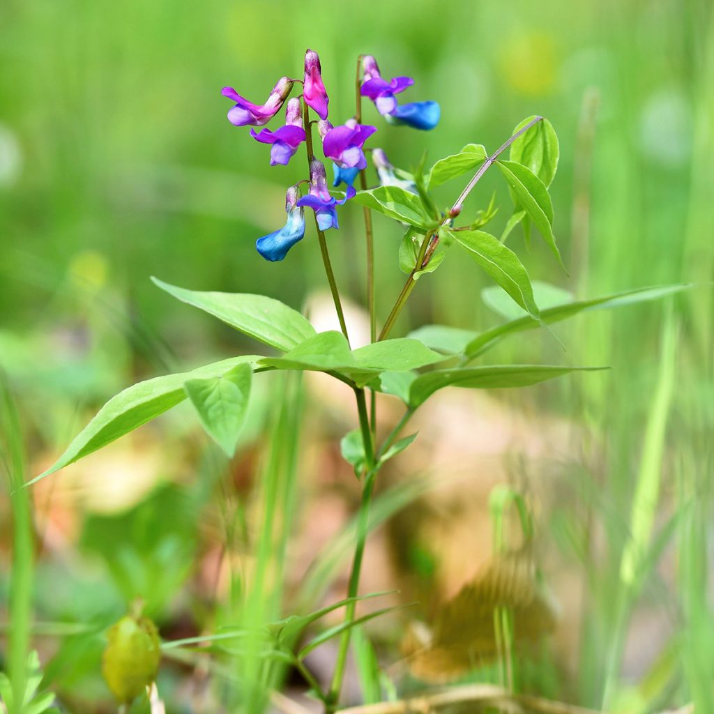 Kevätlinnunherne - Lathyrus vernus