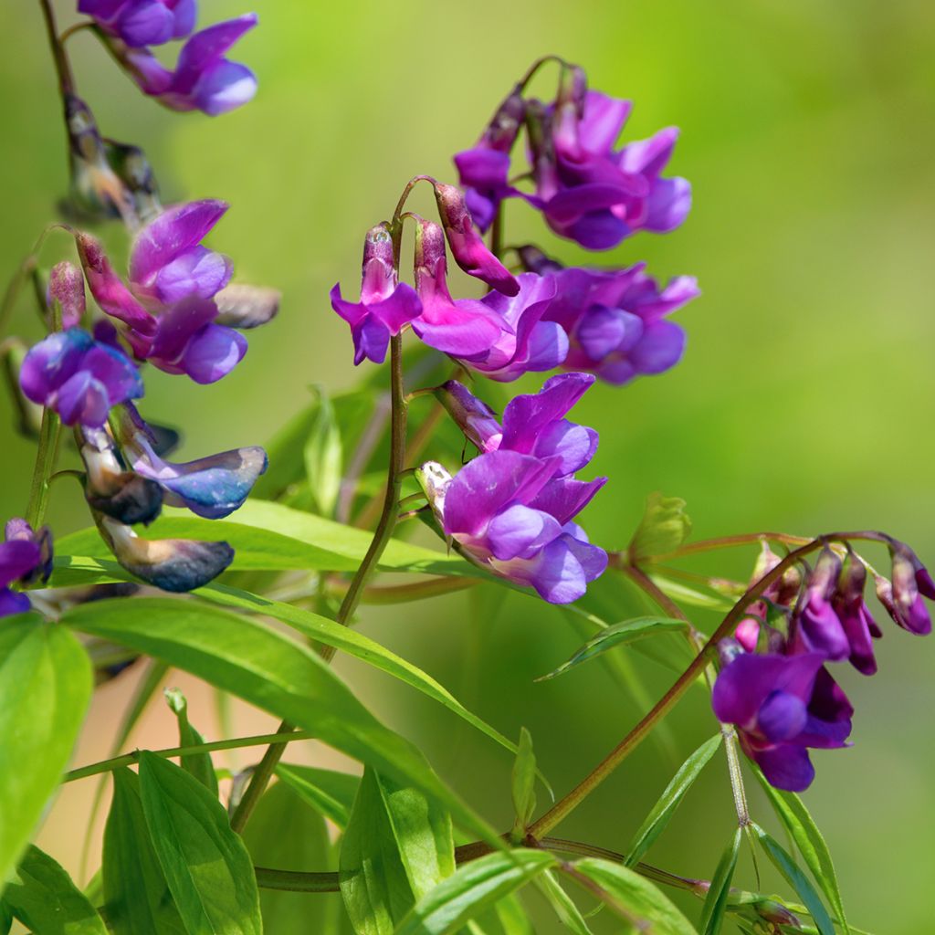 Kevätlinnunherne - Lathyrus vernus