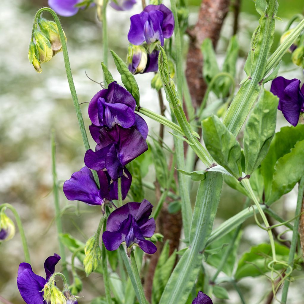 Tuoksuherne Blue Velvet (siemenet)