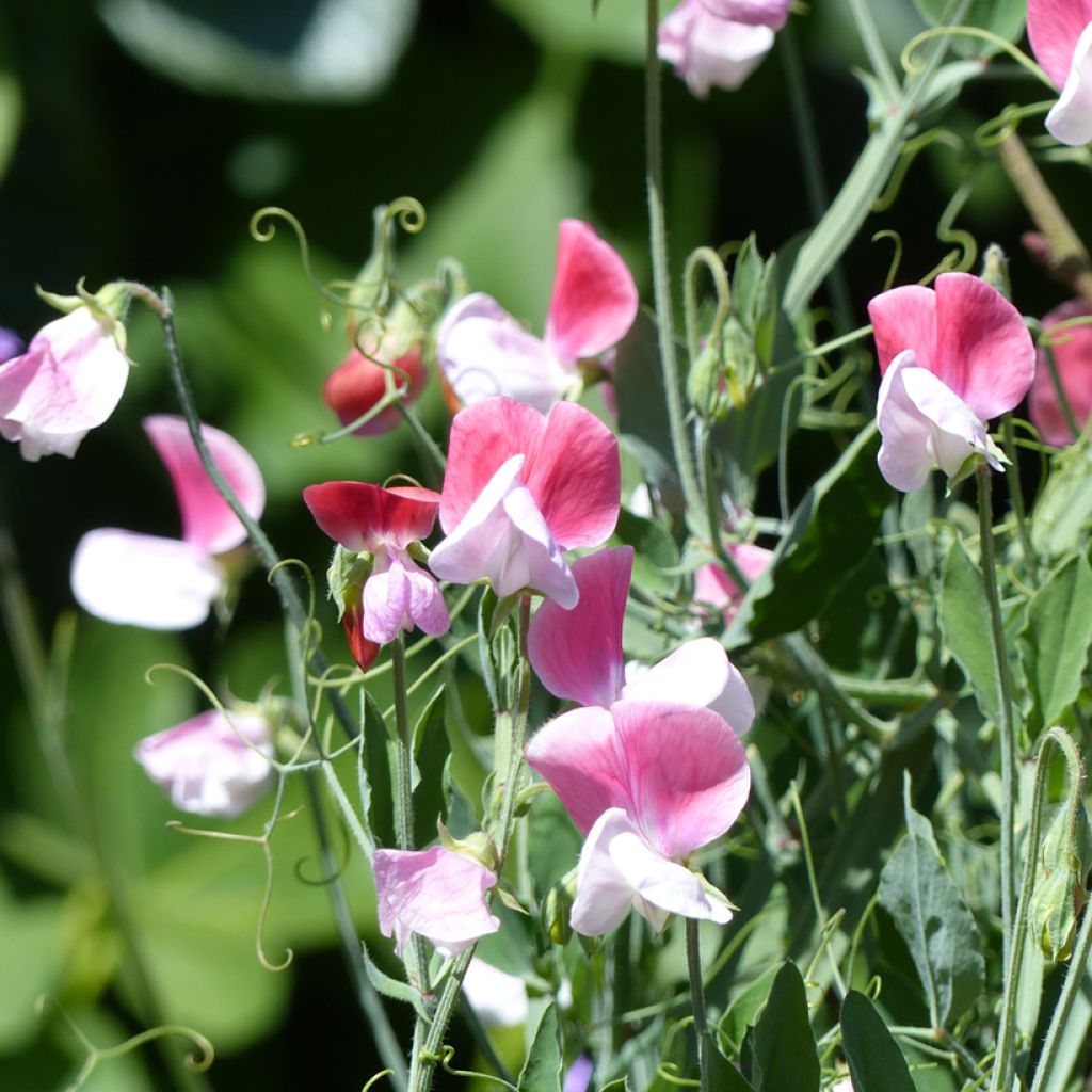 Tuoksuherne Cupid Pink (siemenet)