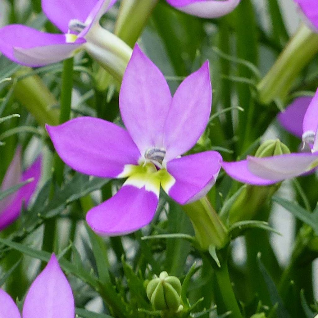 Tähtilobelia Patti's Pink