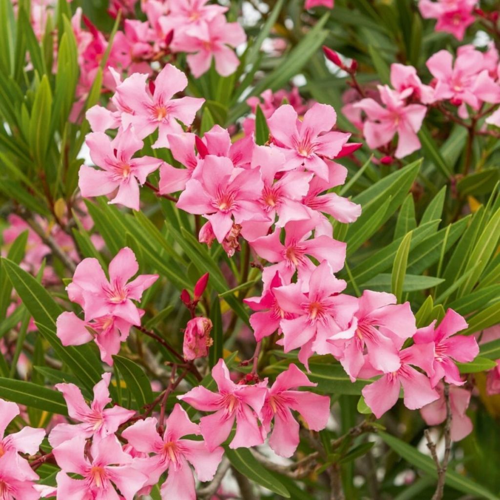 Oleanteri Margarita