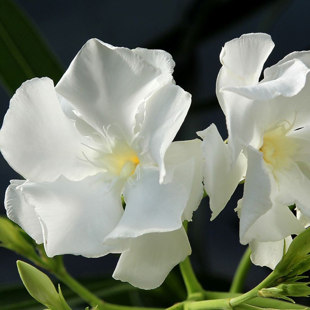 Oleanteri Mont Blanc