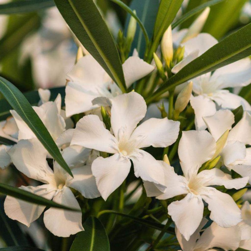 Oleanteri Petite White