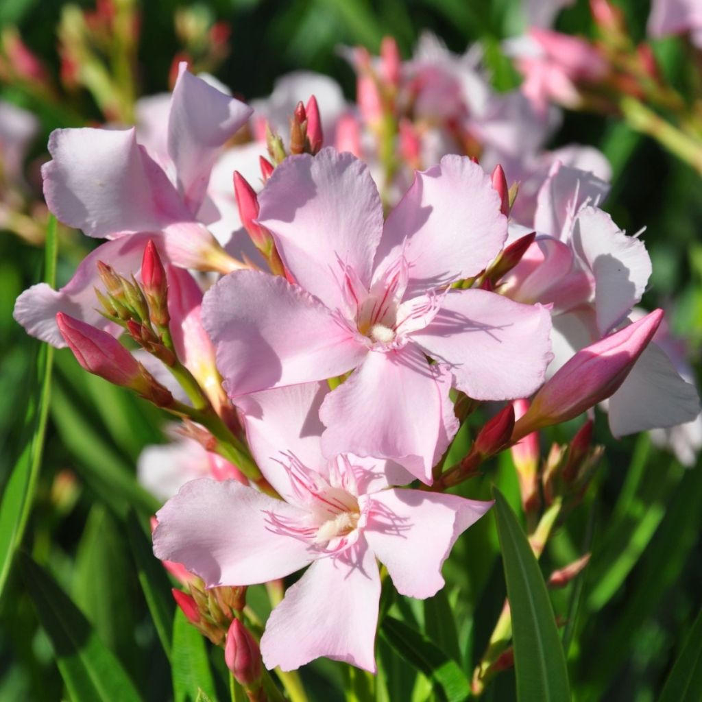 Oleanteri Sealy Pink