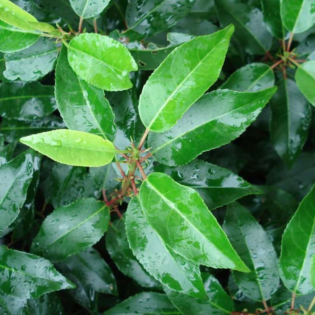 Portugalinlaakerikirsikka Angustifolia