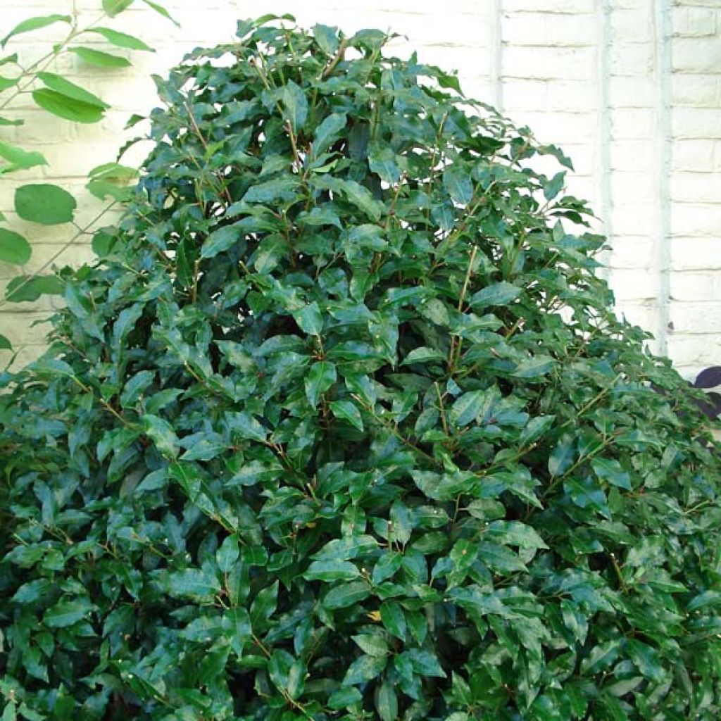 Portugalinlaakerikirsikka Angustifolia