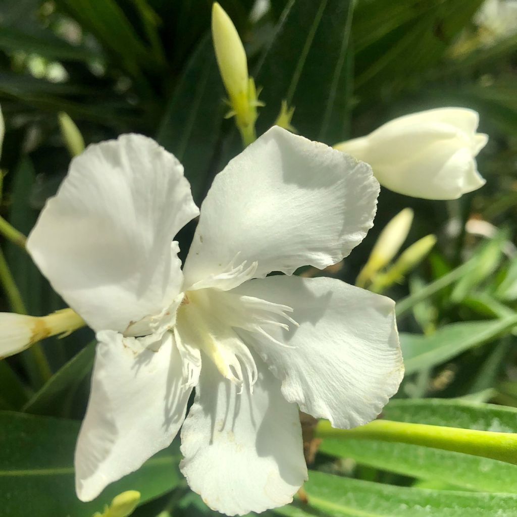 Oleanteri Blanc