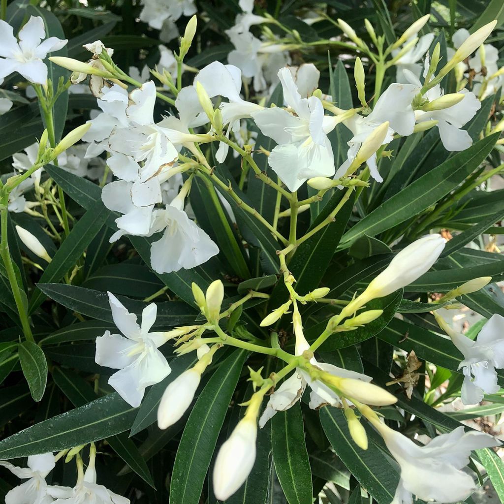 Oleanteri Blanc