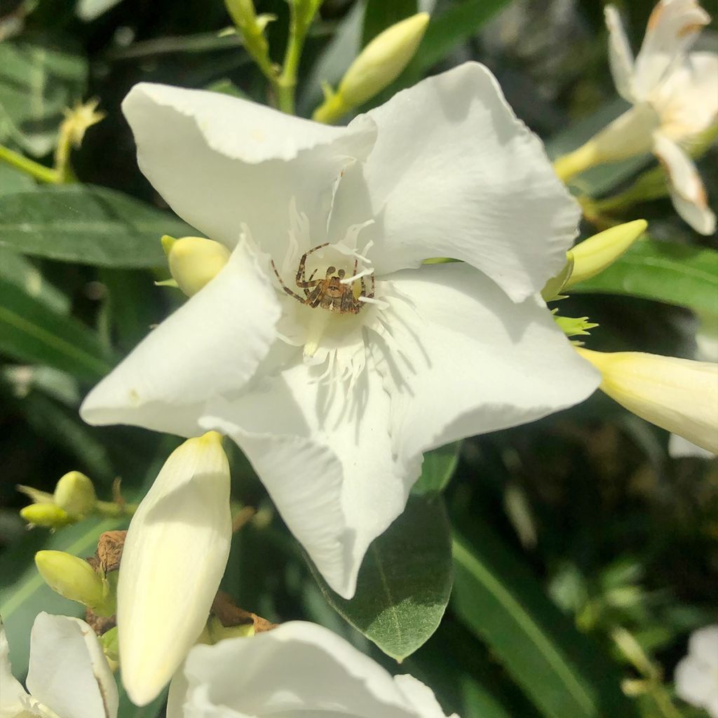 Oleanteri Blanc